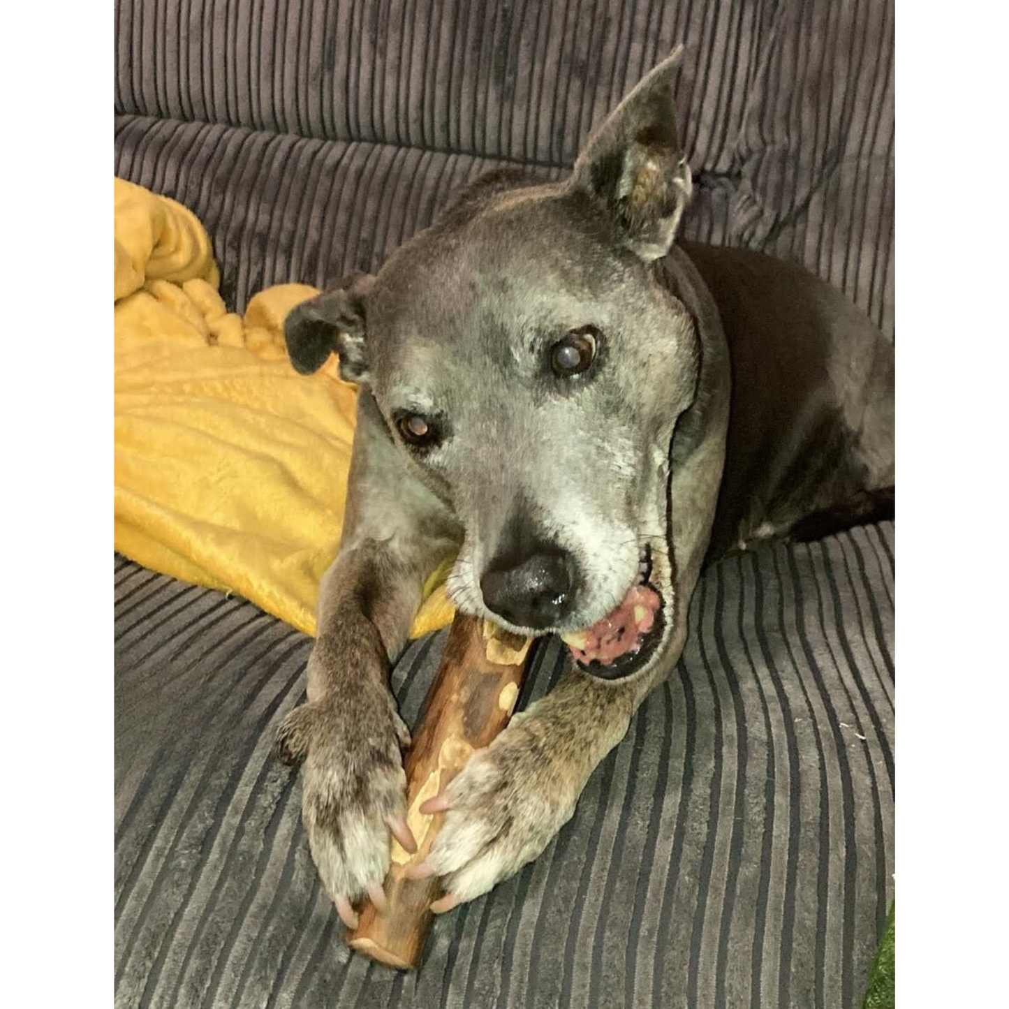Old black and grey dog on a sofa, happily chewing a Hilltop Pet Food Olive Wood Chew with its front paws.
