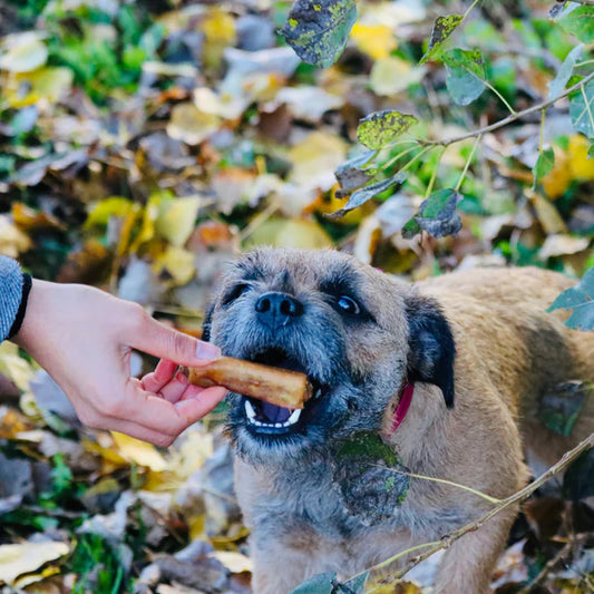 A small brown dog outdoors bites Hilltop Pet Food Pigs in Blankets, held by a person amid autumn leaves.