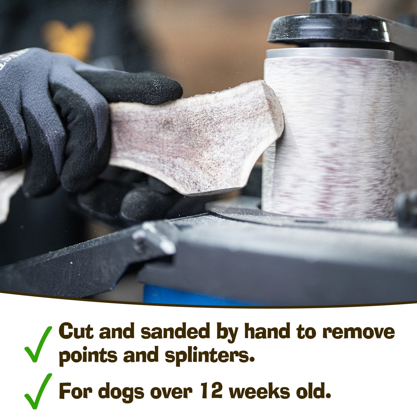 A gloved hand sands an Antler Chew by Hilltop Pet Food, safely prepped for dogs over 12 weeks old.