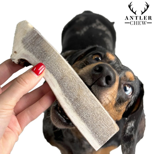 A dog eagerly looks up at a person holding a Hilltop Pet Food Antler Chew in front of its mouth.