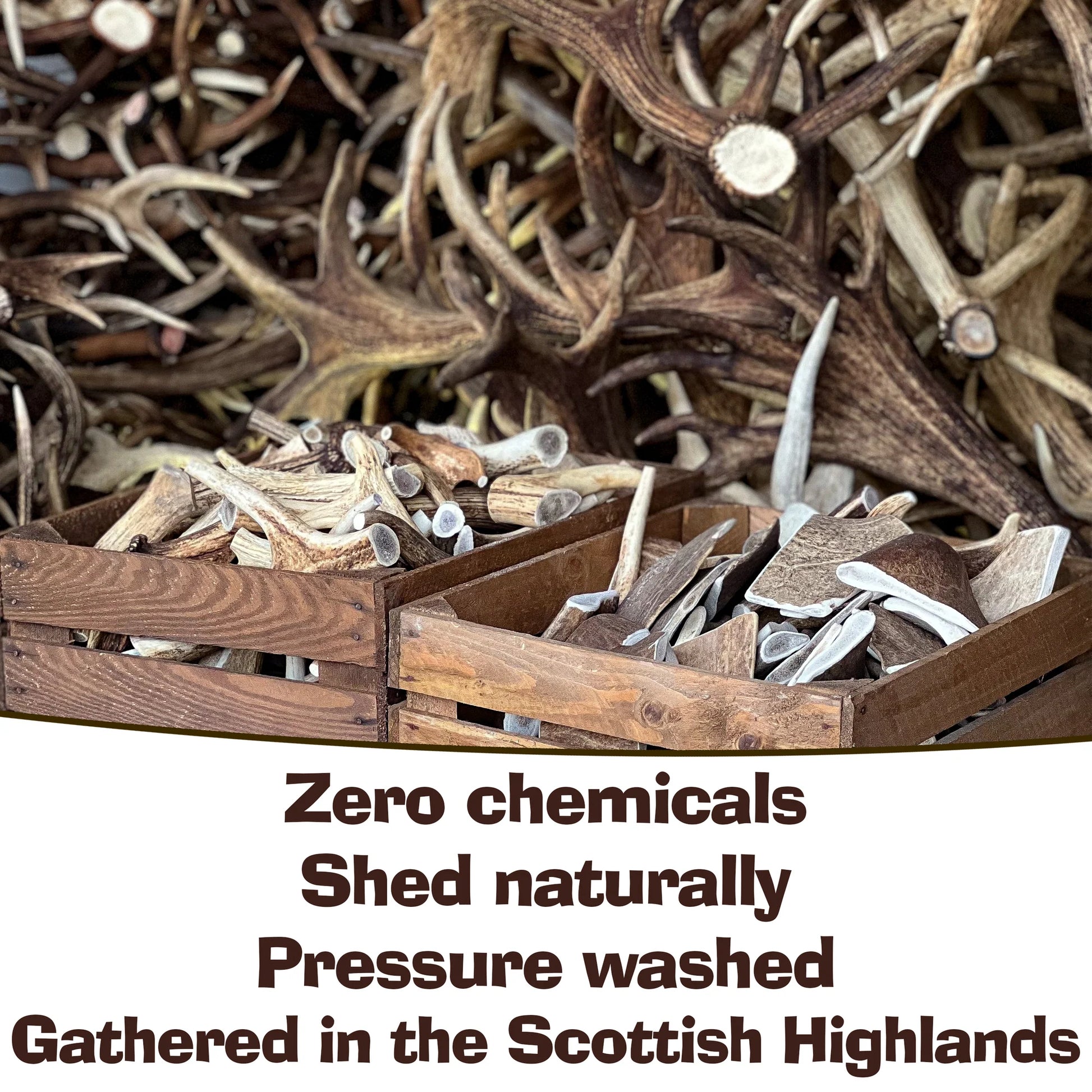 Hilltop Pet Food Antler Chews—naturally sourced, chemical-free, premium antler dog treats in whole and cut pieces.