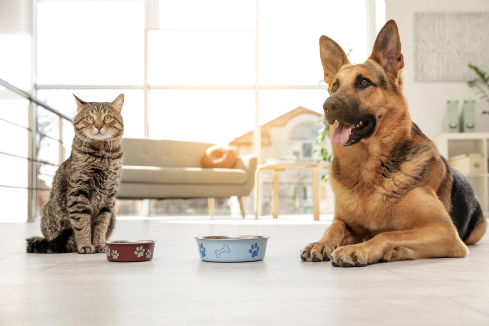 A tabby cat sits and a German Shepherd dog lies beside their food bowls in a bright living room.