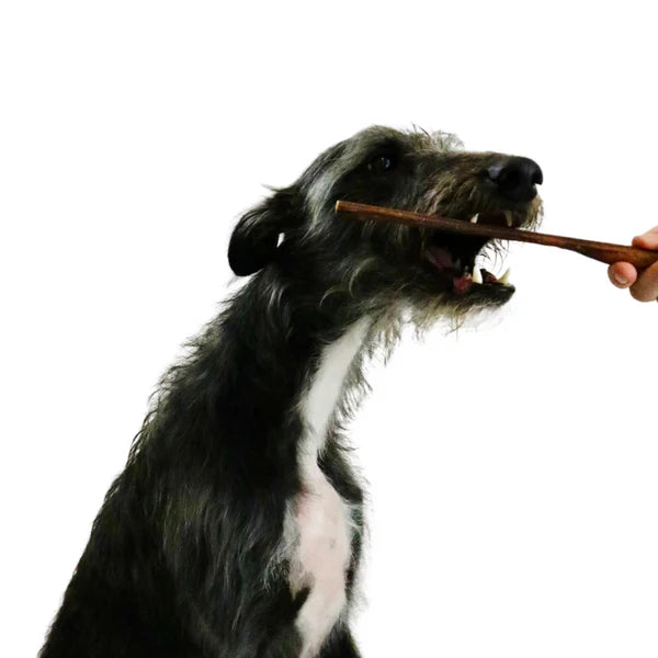 A scruffy black dog bites Hilltop Pet Food Beef Spaghetti, held by a human hand against a white background.