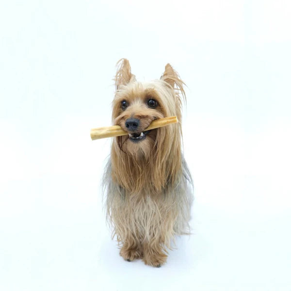 A small, long-haired dog holds a Hilltop Pet Food Beef Tail chew in its mouth against a plain white background.