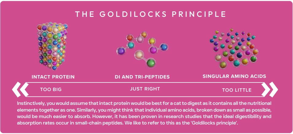 Educational graphic about the Goldilocks principle with protein structures on a pink background