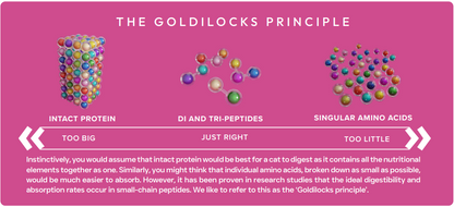 Educational graphic about the Goldilocks principle with protein structures on a pink background