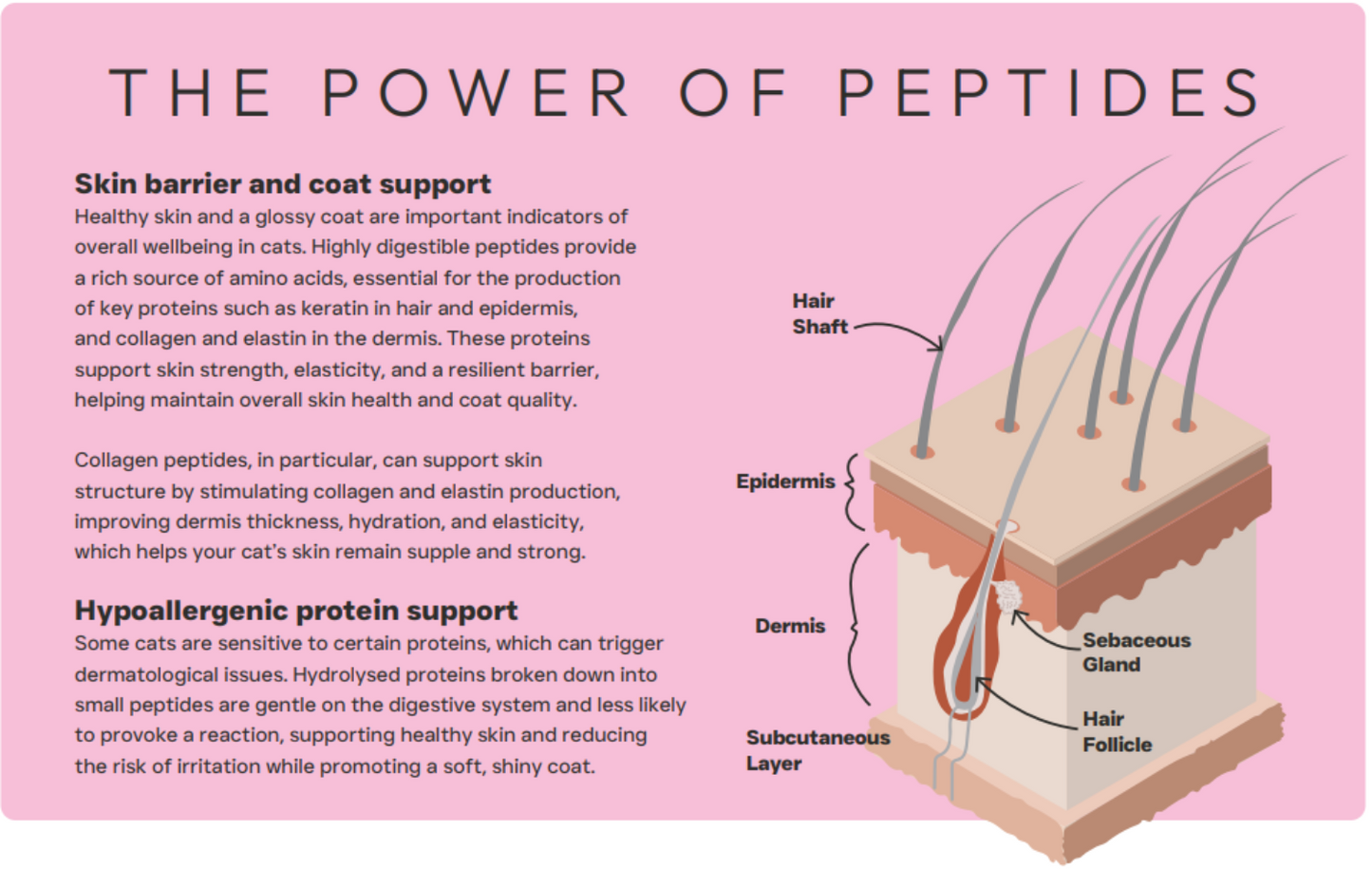 Diagram of skin layers with text about peptides' benefits on a pink background