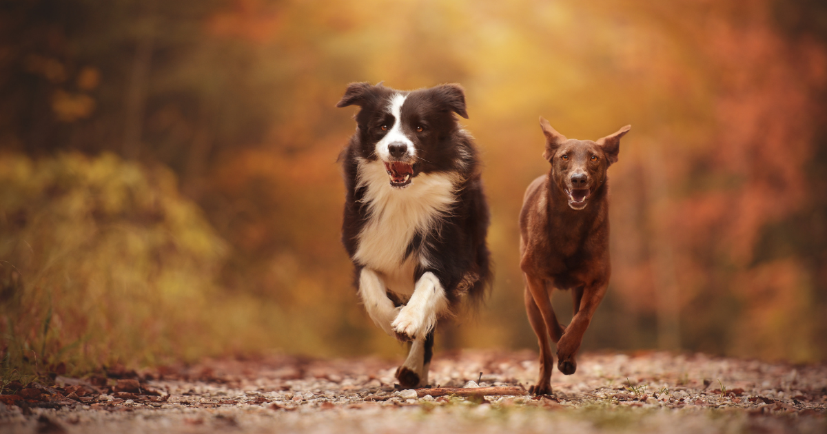 Two dogs run side by side on a path through a forest with autumn leaves and warm, soft sunlight.