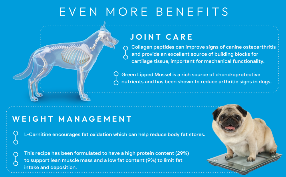 Science Plus dog health benefits infographic with joint care and weight management sections on a blue background.