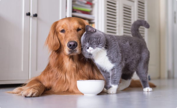 A golden retriever and a gray cat snuggle beside a white bowl on the floor indoors.