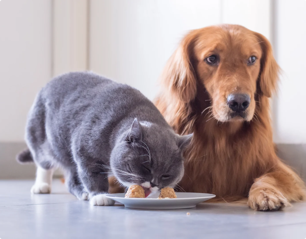 A gray cat eats food from a plate while a golden retriever lies beside it, watching closely.