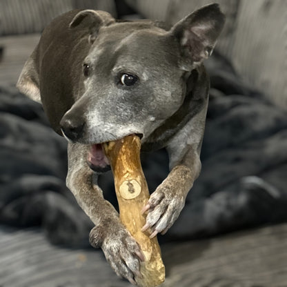 A gray dog lies on a couch, chewing a Hilltop Pet Food goodWood Coffee Wood Chewable Stick with its front paws.