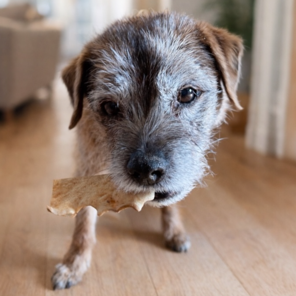 A Border Terrier standing on a wood floor with a single piece of dried Goat Skin in his mouth 
