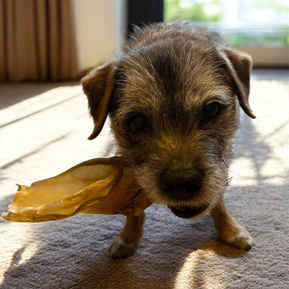 Closeup of Basil the Border Terrier holding a buffalo ear in his mouth.