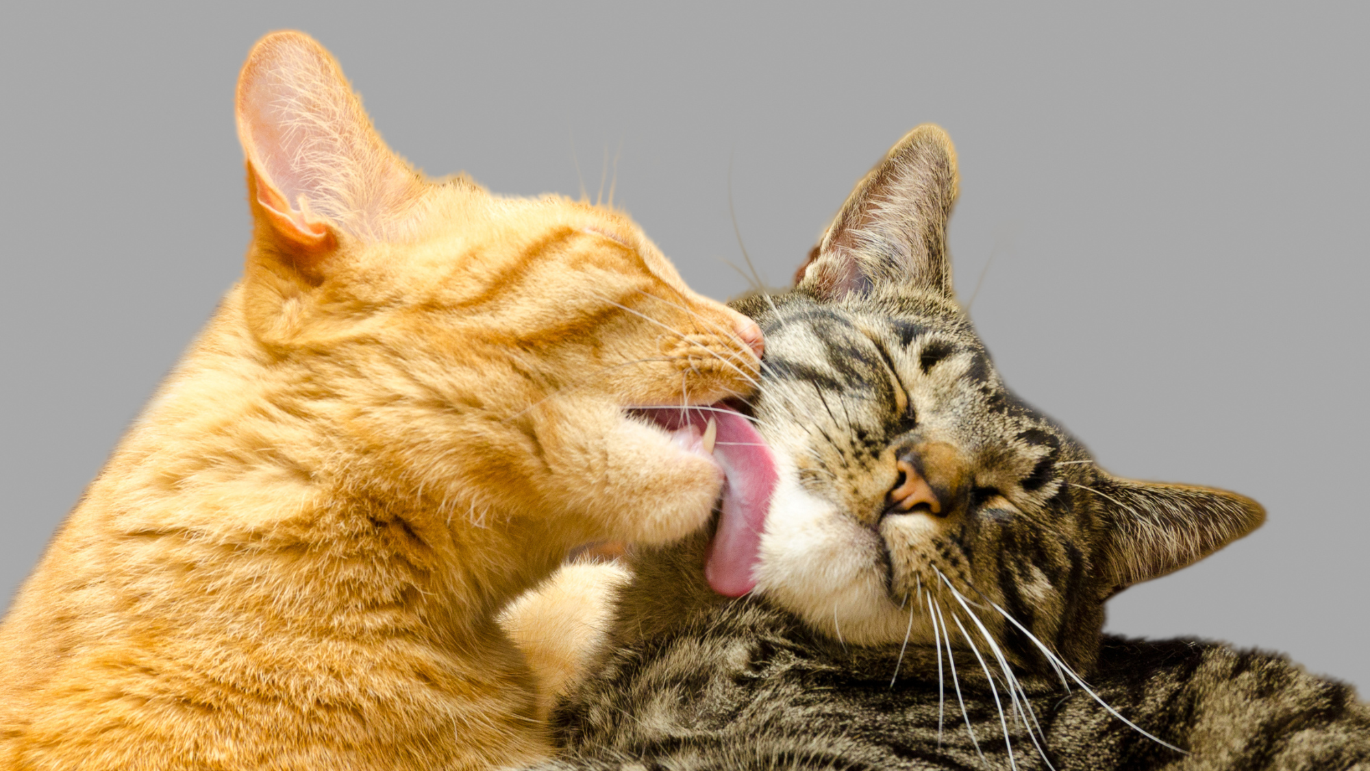 An orange cat licks a relaxed tabby cat, both with closed eyes, against a plain gray background.