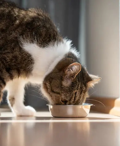 A tabby cat with white fur eats from a metal bowl on a sunlit floor indoors.