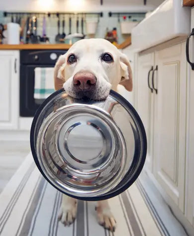 Yellow lab dog standing in a kitchen, holding a shiny metal food bowl in its mouth, looking up expectantly.