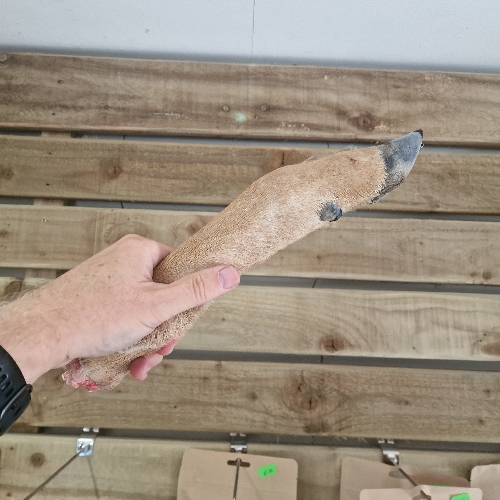 Frozen deer leg being held up against a slatted wooden background