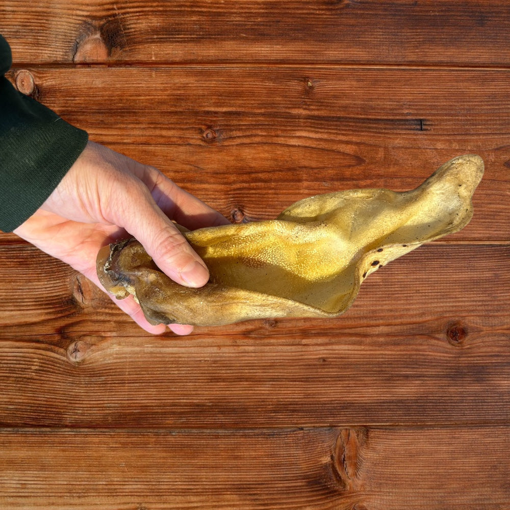 Hand holding a single buffalo ear against a wooden background