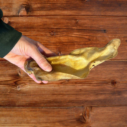 Hand holding a single buffalo ear against a wooden background