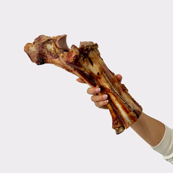 A hand holds a Hilltop Pet Food Beef (Postmans Leg) Bone, ideal for natural treats and dental health support.