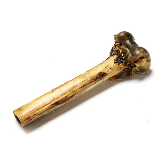 Hilltop Pet Food Ostrich Bone: a single dried and roasted dog chew with a knobby end, on a white background.