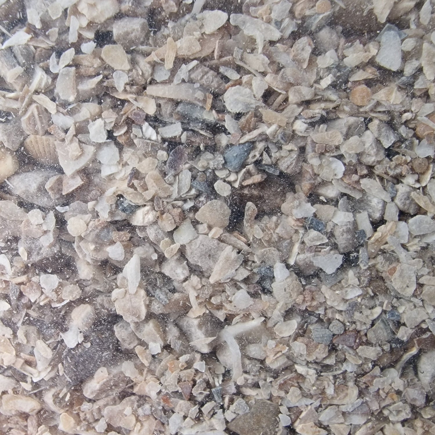 oyster shell grit closeup