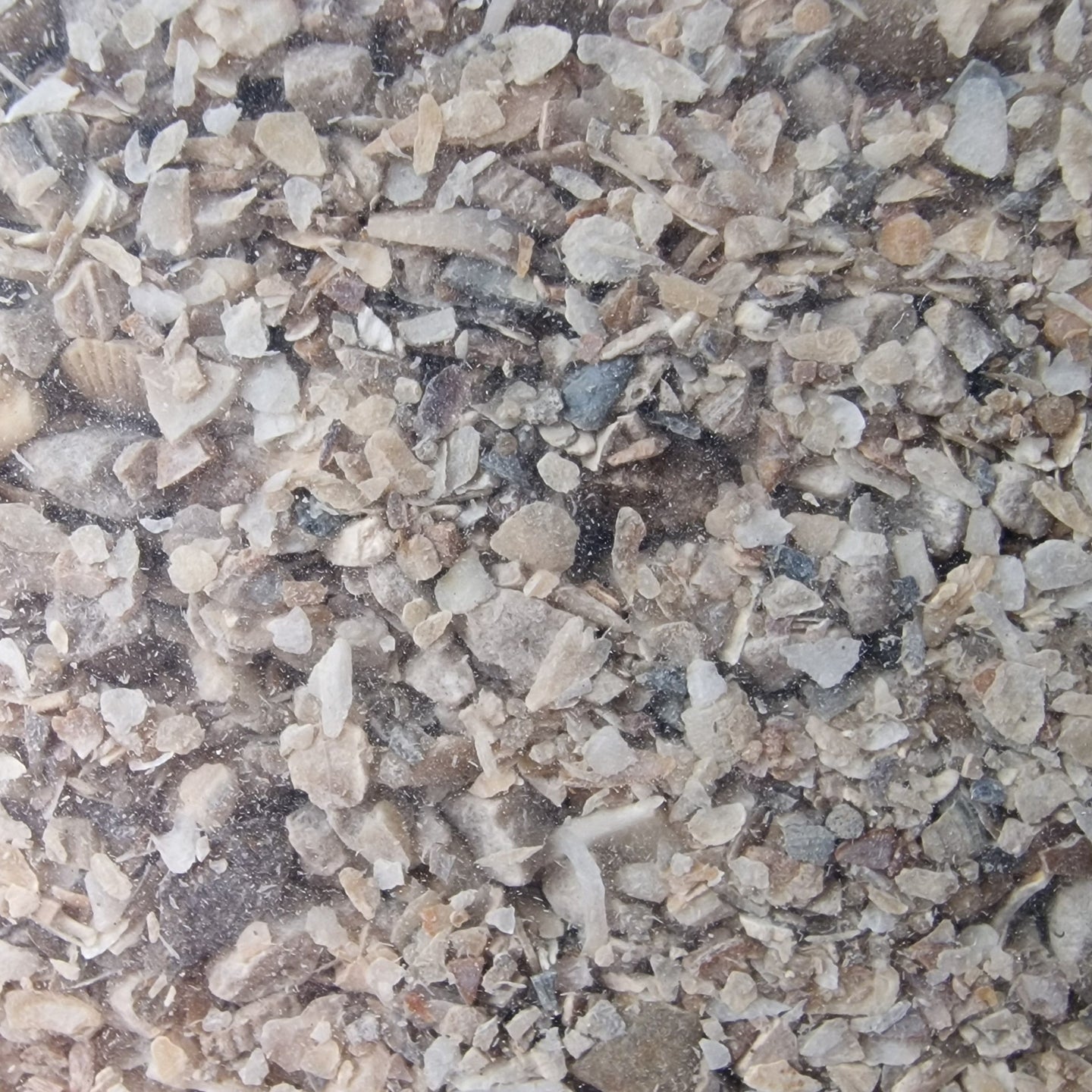 oyster shell grit closeup