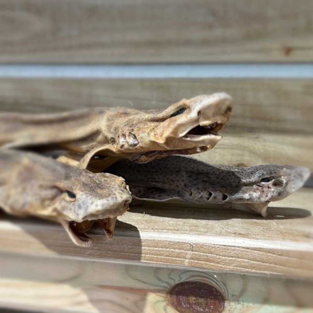 Whole Dried Dogfish