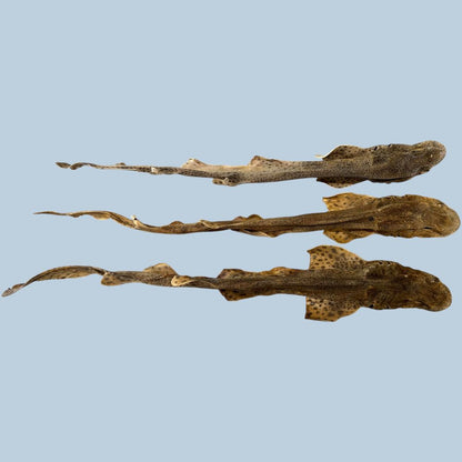 Whole Dried Dogfish