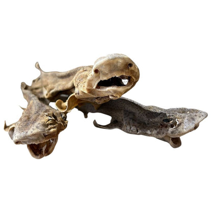 Whole Dried Dogfish